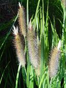 PENNISETUM JAPONICUM