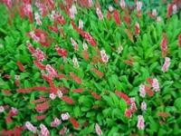 POLYGONUM AFFINE 'KABOUTER'