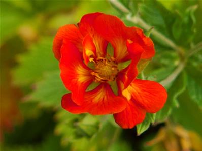 POTENTILLA 'WILLIAM ROLLISSON'