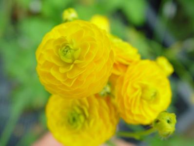 RANUNCULUS ACRIS 'MULTIPLEX'