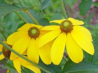 RUDBECKIA NITIDA 'AUTUMN GLORY'