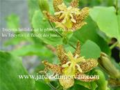 TRICYRTIS LATIFOLIA