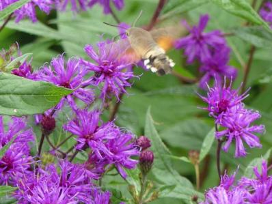 VERNONIA CRINITA 'MORVAN'