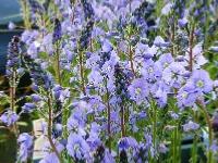 VERONICA GENTIANOIDES 'MAIHIMMEL'