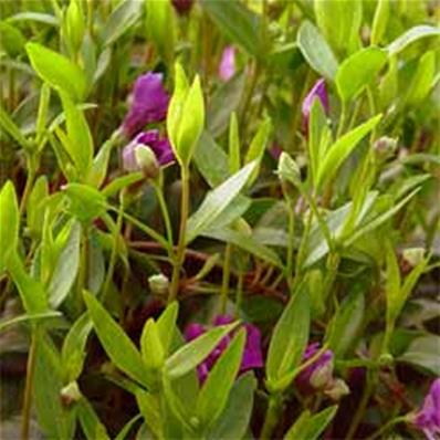 VINCA MINOR 'MULTIPLEX'