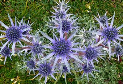 ERYNGIUM BOURGATII