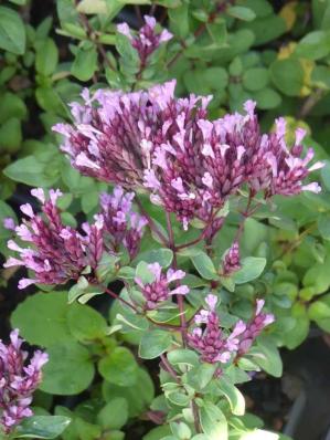 ORIGANUM LAEVIGATUM HERRENHAUSEN'