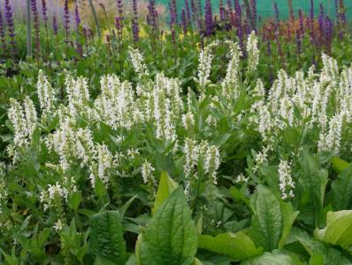 SALVIA NEMOROSA 'SCHNEEHÜGEL'