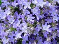 CAMPANULA POSCHARSKYANA 'BLAURANKE'