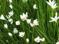 ZEPHYRANTHES CANDIDA