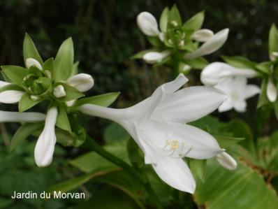 HOSTA PLANTAGINEA