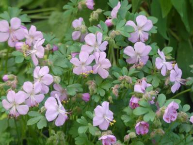 GERANIUM DALMATICUM 