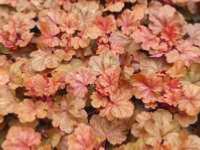 HEUCHERA MICRANTHA ‘CHERRY COLA’ 