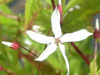 GILLENIA STIPULATA