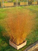 ERAGROSTIS TRICHODES 'SUMMER STRAIN'