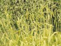 MILLIUM EFFUSUM 'AUREUM'