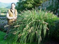 PENNISETUM JAPONICUM