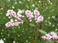 POLYGONUM CAMPANULATUM