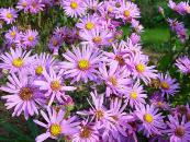 ASTER AMELLUS 'PINK ZENITH'