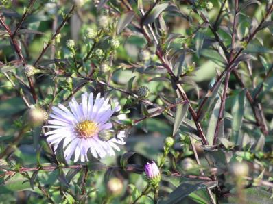 ASTER ‘GLOW IN THE DARK’