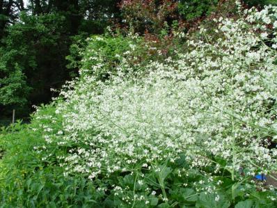 CRAMBE CORDIFOLIA