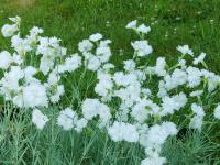 DIANTHUS PLUMARIUS 'COMMUNION'