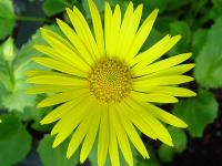 DORONICUM PLANTAGINEUM 'EXCELSUM'