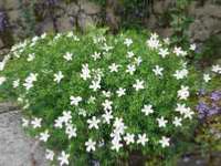 GERANIUM SANGUINEUM 'ALBUM'