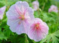 GERANIUM SANGUINEUM 'LANCASTRIENSE'