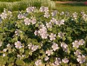 GERANIUM RENARDII