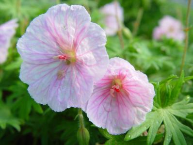 GERANIUM SANGUINEUM 'LANCASTRIENSE'