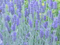 LAVANDULA 'RICHARD GRAY'