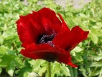 PAPAVER BRACTEATUM