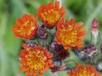 HIERACIUM AURANTIACUM