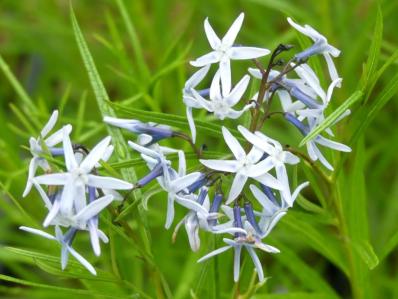 AMSONIA HUBRICHTII