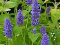 AGASTACHE RUGOSA