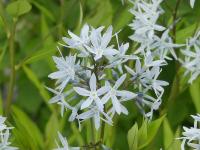 AMSONIA TABERNAEMONTANA