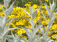 ARTEMISIA LUDOVICIANA 'VALERIE FINNIS'