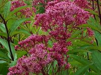 EUPATORIUM MACULATUM 'ATROPURPUREUM'