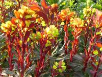 EUPHORBIA AMYGDALOIDES 'PURPUREA'