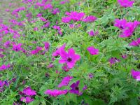 GERANIUM 'RED ADMIRAL'