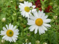 LEUCANTHEMELLA SEROTINA