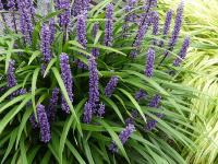 LIRIOPE MUSCARI 'INGWERSEN'