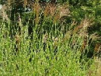 MISCANTHUS SINENSIS 'STRICTUS'