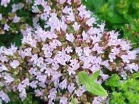 ORIGANUM VULGARE 'COMPACTUM'