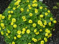 RANUNCULUS FICARIA 'FLORE PLENO'