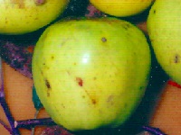 Pommier 'Reinette de Cuzy'