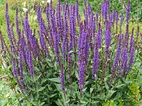 SALVIA NEMOROSA 'CARADONNA'