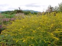 SOLIDAGO RUGOSA