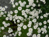 TANACETUM PARTHENIUM 'TETRA WHITE'